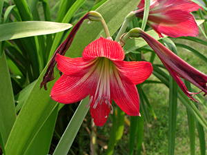 Hintergrundbilder Amaryllis Rot Blüte