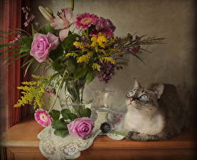 桌面壁纸，，花束，玫瑰，大丁草属，家貓，凝视，花卉