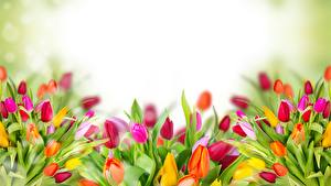 Tapety na pulpit Tulipany Wiele Pąk Kwiaty