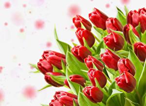 Pictures Tulips Bouquet Red Flower-bud flower