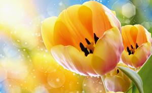 Tapety na pulpit Tulipany Żółty kwiat