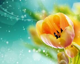 Bakgrunnsbilder Tulipaner Gul Blomster