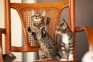 Tapety na pulpit Kot domowy Wzrok Łapy Zwierzęta