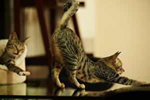 Tapety na pulpit Kot domowy Ogon Łapy Zwierzęta