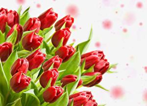 Papel de Parede Desktop Tulipas Vermelho Broto flor