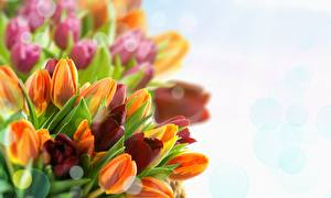 Sfondi desktop Tulipani Bocciolo fiore