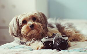 Hintergrundbilder Hund Starren Fotoapparat Schnauze Flaumig Havaneser Tiere