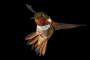 Hintergrundbilder Vogel Kolibris Flug Flügel Tiere
