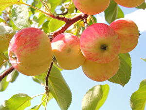 Bakgrunnsbilder Frukt Epler Grener Mat