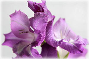 Fotos Gladiolen Violett Blüte