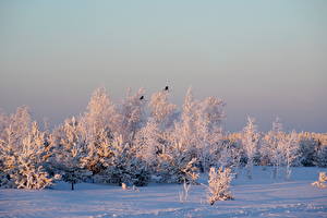Bilder Jahreszeiten Winter Himmel Schnee Bäume Natur