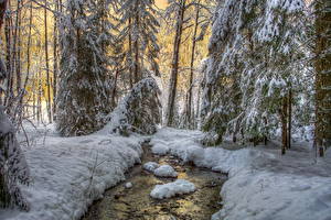 Tapety na pulpit Pora roku Zima Las Śnieg Drzewa HDR Natura