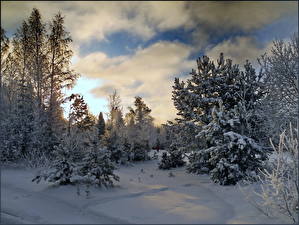 Tapety na pulpit Pora roku Zima Niebo Śnieg Chmury Drzewa przyroda