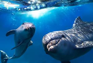 Pictures Dolphins Sea Glance animal