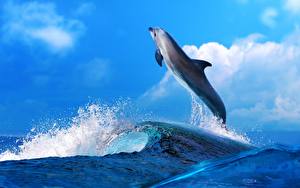 Hintergrundbilder Delfine Meer Wasserwelle Himmel Tiere