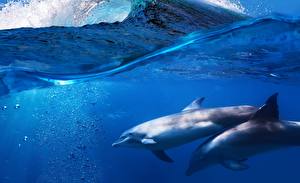 Bureaubladachtergronden Dolfijnen De zee Golven Dieren