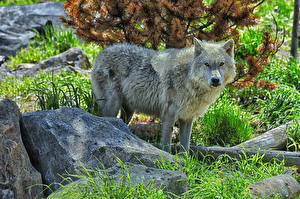 Wallpapers Wolf Stones Glance Grass Animals