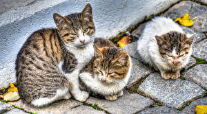 Fotos Katze Starren Schnurrhaare Vibrisse HDR Tiere