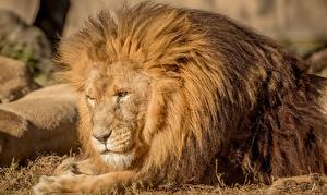 Bilder Große Katze Löwe Blick Kopf Schnauze Flauschige ein Tier