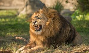 Photo Big cats Lions Teeth Angry animal