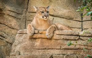 Pictures Big cats Pumas Stone Glance Paws animal