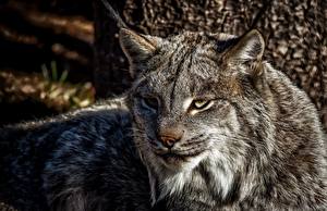 Fonds d'écran Fauve Lynx Regard fixé Vibrisse Museau Animaux