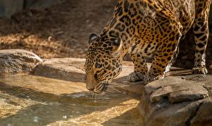 Bakgrundsbilder på skrivbordet Pantherinae Jaguar Morrhår Djur