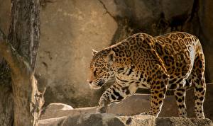 Tapety na pulpit Wielkie koty Jaguar amerykański Wibrysy Zwierzęta
