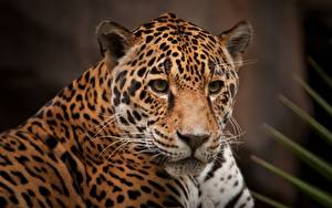 Tapety na pulpit Wielkie koty Jaguary Spojrzenie Wibrysy Pysk zwierzę
