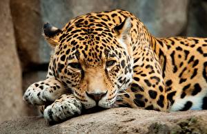 Sfondi desktop Pantherinae Panthera onca Sguardo Baffi vibrisse Il muso animale