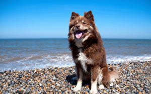 Hintergrundbilder Hunde Meer Steine Küste ein Tier