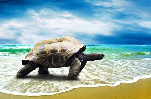 Bureaubladachtergronden Schildpadden De zee De kust Hemelgewelf Wolken Zand Dieren