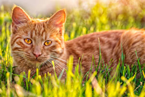 Hintergrundbilder Katze Blick Schnurrhaare Vibrisse Gras Schnauze ein Tier