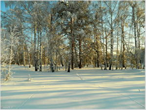 Picture Seasons Winter Snow Trees Birch Nature