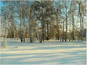 Fondos de escritorio Estaciones del año Invierno Nieve árboles Betula Naturaleza