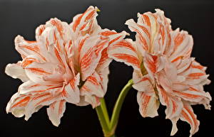 Bakgrundsbilder på skrivbordet Amaryllis Blommor
