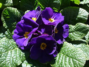 Bakgrunnsbilder Fioler Fiolett Blomster