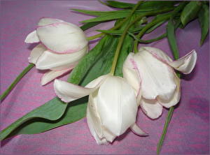 Papel de Parede Desktop Tulipa Branco Flores