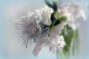 Papel de Parede Desktop Gladíolo Branco Flores