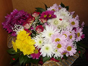 Bakgrundsbilder på skrivbordet Blomsterbukett Kamomill Krysantemumsläktet Rosor Blommor