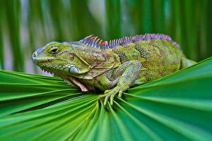 Picture Reptiles Lizard Iguana