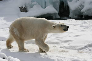 Tapety na pulpit Niedźwiedź Niedźwiedź polarny Śnieg Zwierzęta