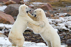 Wallpaper Bear Polar bears Fight Animals