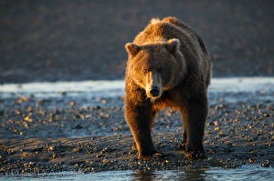 Hintergrundbilder Bären Braunbär Starren Tiere