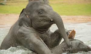 Fotos Elefanten Starren Nass Kopf Tiere