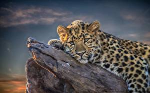 Photo Big cats Leopards Staring Whiskers Snout animal