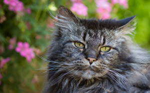 Bilder Katzen Starren Schnurrhaare Vibrisse Schnauze ein Tier