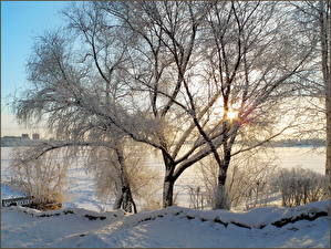 Картинка Сезон года Зима Снегу Деревья Ветка Природа