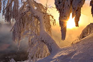 Bakgrundsbilder på skrivbordet Årstiderna Vinter Snö Träd Ljusstrålar Natur