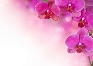 Bakgrundsbilder på skrivbordet Orkidéer Lila färg Blommor